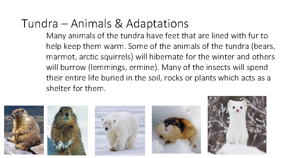 Tundra – Animals & Adaptations Many animals of the tundra have feet that are