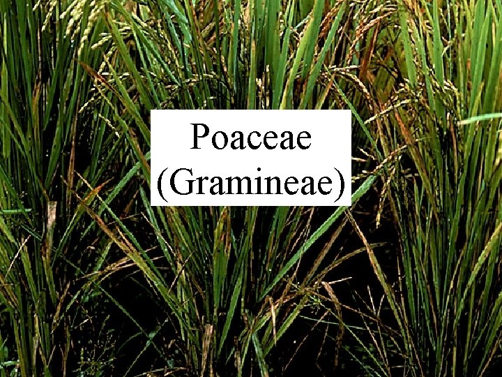 Poaceae (Gramineae) 