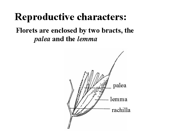 Reproductive characters: Florets are enclosed by two bracts, the palea and the lemma palea