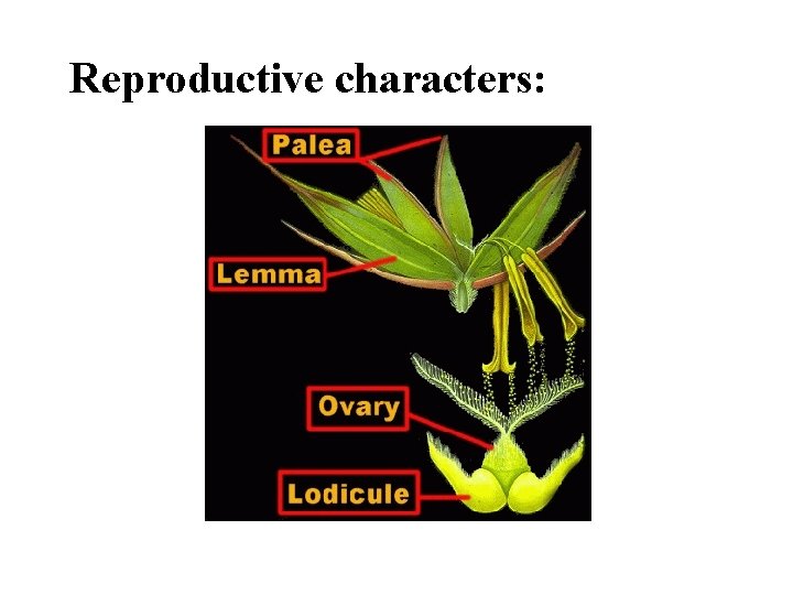 Reproductive characters: 