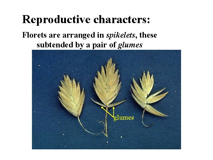 Reproductive characters: Florets are arranged in spikelets, these subtended by a pair of glumes
