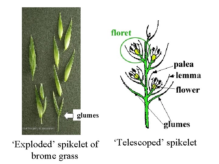 glumes ‘Exploded’ spikelet of brome grass ‘Telescoped’ spikelet 