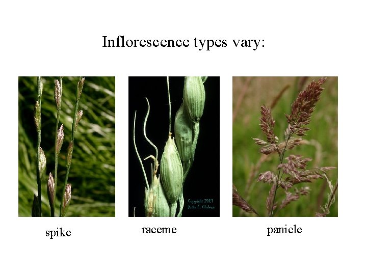Inflorescence types vary: spike raceme panicle 
