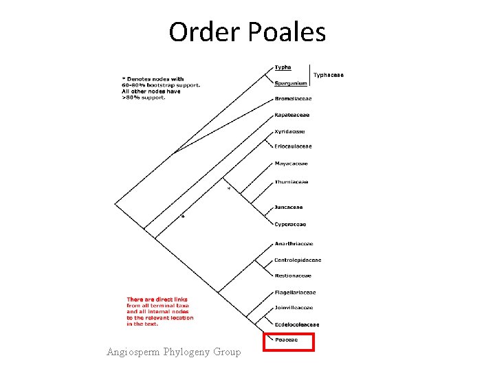 Order Poales Angiosperm Phylogeny Group 