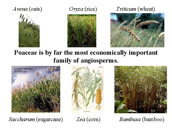 Avena (oats) Oryza (rice) Triticum (wheat) Poaceae is by far the most economically important