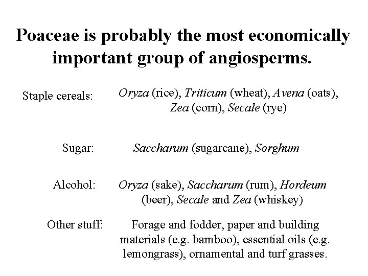 Poaceae is probably the most economically important group of angiosperms. Staple cereals: Sugar: Oryza