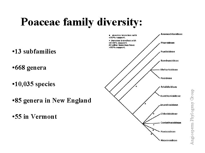 Poaceae family diversity: • 13 subfamilies • 668 genera • 85 genera in New