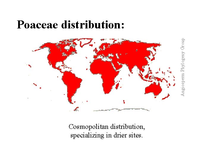 Angiosperm Phylogeny Group Poaceae distribution: Cosmopolitan distribution, specializing in drier sites. 