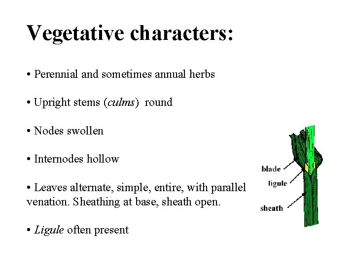 Vegetative characters: • Perennial and sometimes annual herbs • Upright stems (culms) round •