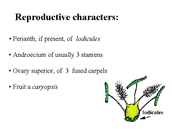 Reproductive characters: • Perianth, if present, of lodicules • Androecium of usually 3 stamens