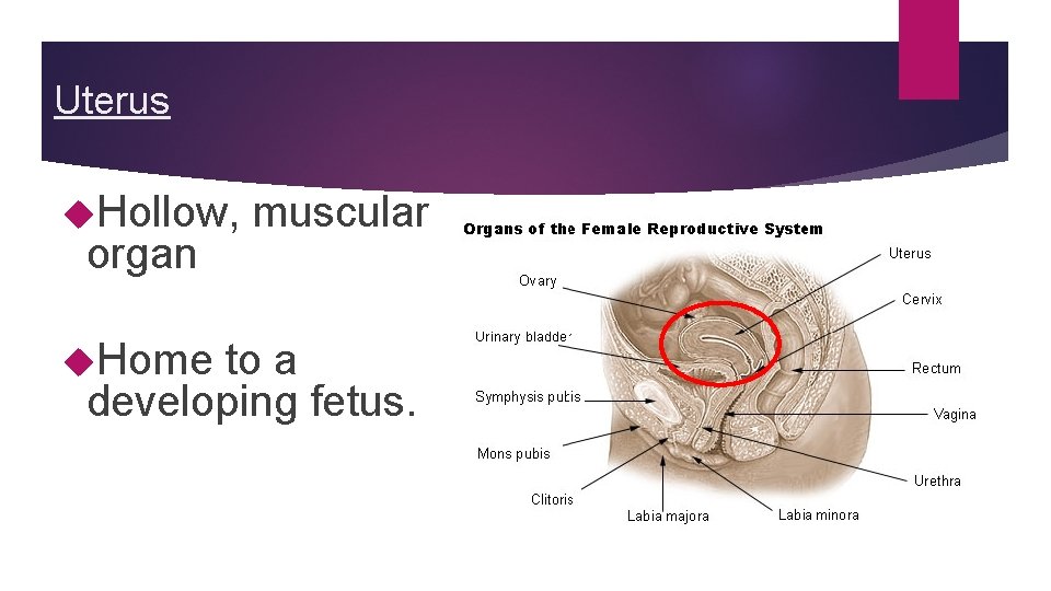 Uterus Hollow, organ Home muscular to a developing fetus. Uterus Hollow, organ Home muscular to a developing fetus.