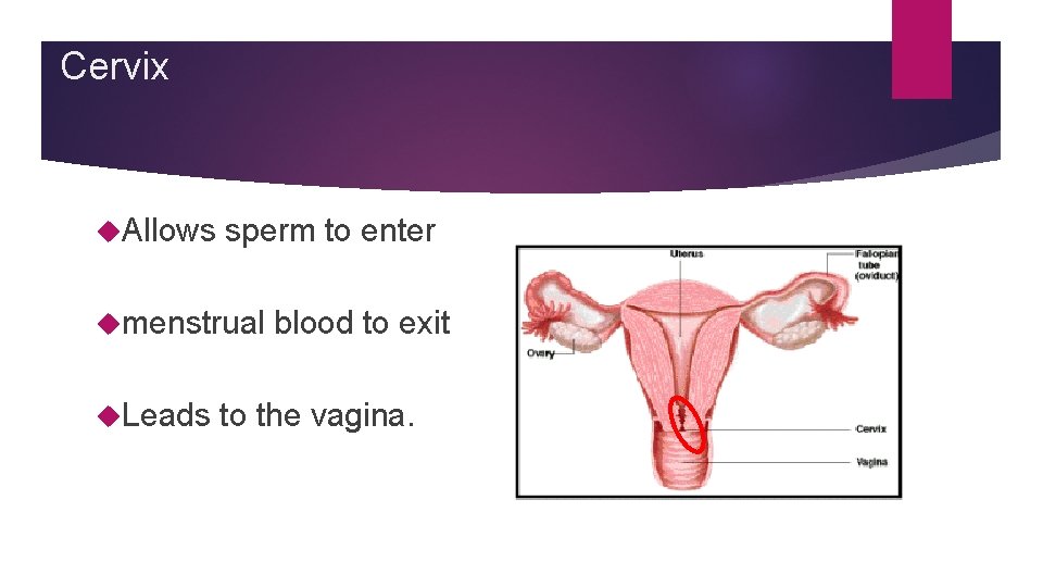 Cervix Allows sperm to enter menstrual Leads blood to exit to the vagina. Cervix Allows sperm to enter menstrual Leads blood to exit to the vagina.