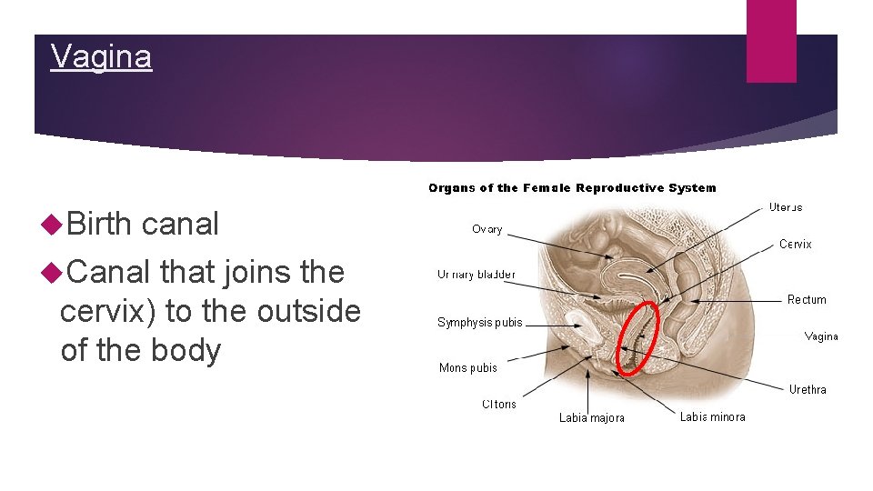 Vagina Birth canal Canal that joins the cervix) to the outside of the body Vagina Birth canal Canal that joins the cervix) to the outside of the body