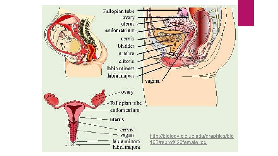 http: //biology. clc. uc. edu/graphics/bio 105/repro%20 female. jpg http: //biology. clc. uc. edu/graphics/bio 105/repro%20 female. jpg