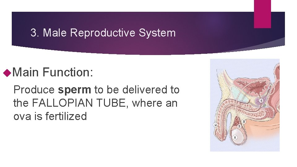 3. Male Reproductive System Main Function: Produce sperm to be delivered to the FALLOPIAN 3. Male Reproductive System Main Function: Produce sperm to be delivered to the FALLOPIAN