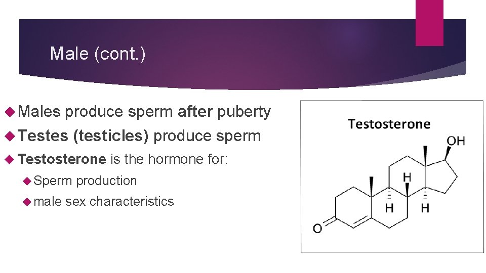 Male (cont. ) Males produce sperm after puberty Testes (testicles) produce sperm Testosterone Sperm Male (cont. ) Males produce sperm after puberty Testes (testicles) produce sperm Testosterone Sperm
