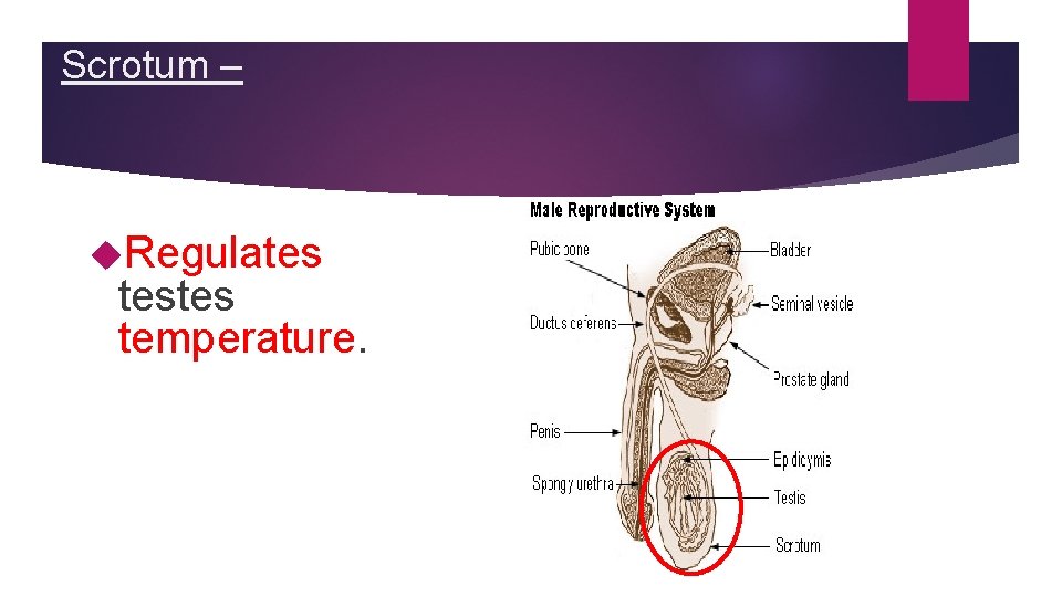 Scrotum – Regulates testes temperature. Scrotum – Regulates testes temperature.