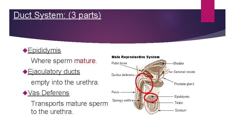 Duct System: (3 parts) Epididymis Where sperm mature. Ejaculatory ducts empty into the urethra. Duct System: (3 parts) Epididymis Where sperm mature. Ejaculatory ducts empty into the urethra.