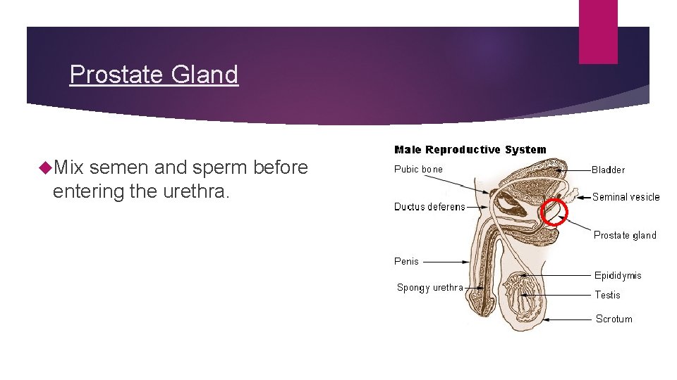 Prostate Gland Mix semen and sperm before entering the urethra. Prostate Gland Mix semen and sperm before entering the urethra.