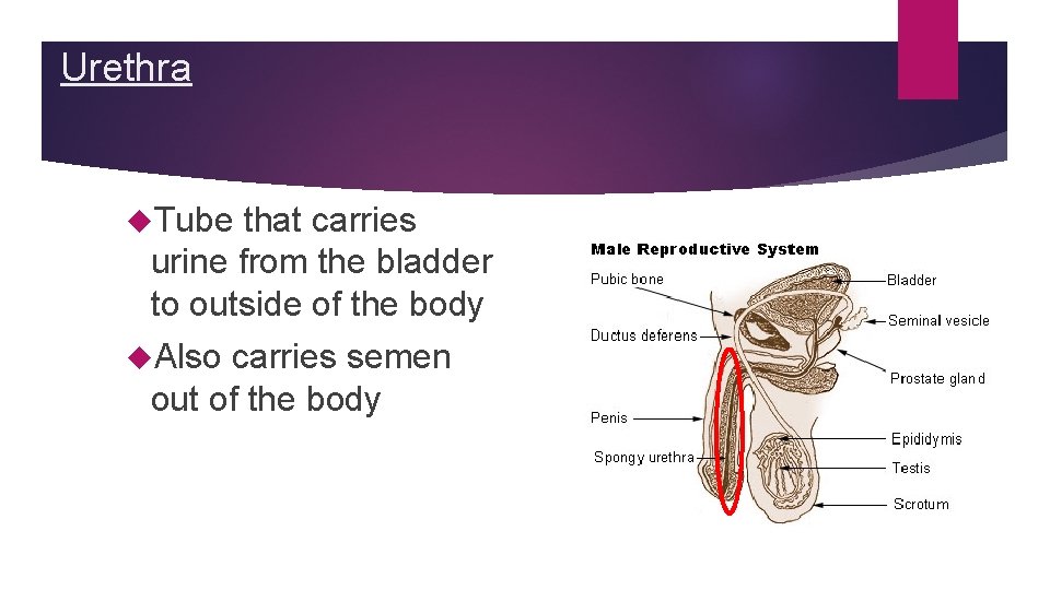 Urethra Tube that carries urine from the bladder to outside of the body Also Urethra Tube that carries urine from the bladder to outside of the body Also