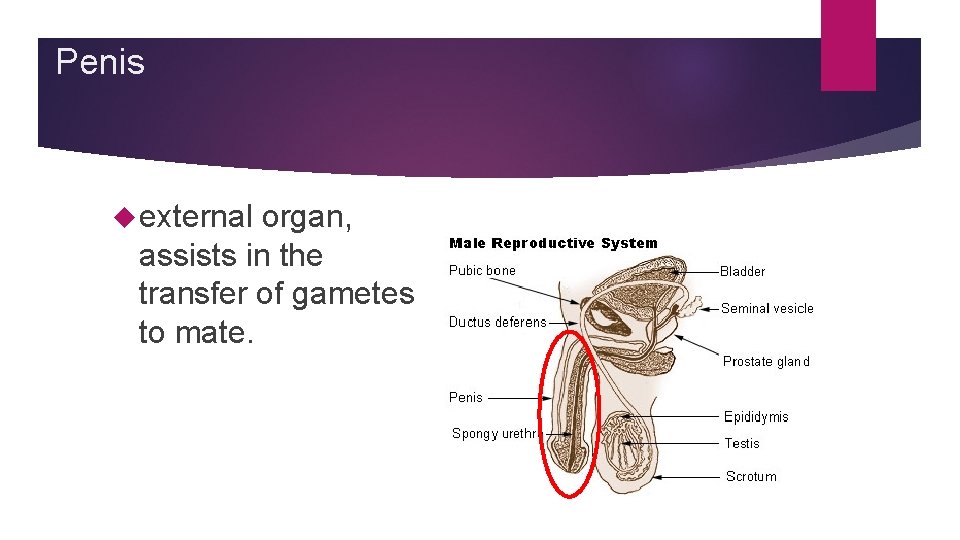 Penis external organ, assists in the transfer of gametes to mate. Penis external organ, assists in the transfer of gametes to mate.