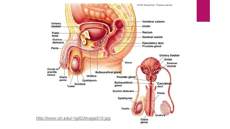 http: //www. uh. edu/~tgill 2/image 010. jpg http: //www. uh. edu/~tgill 2/image 010. jpg