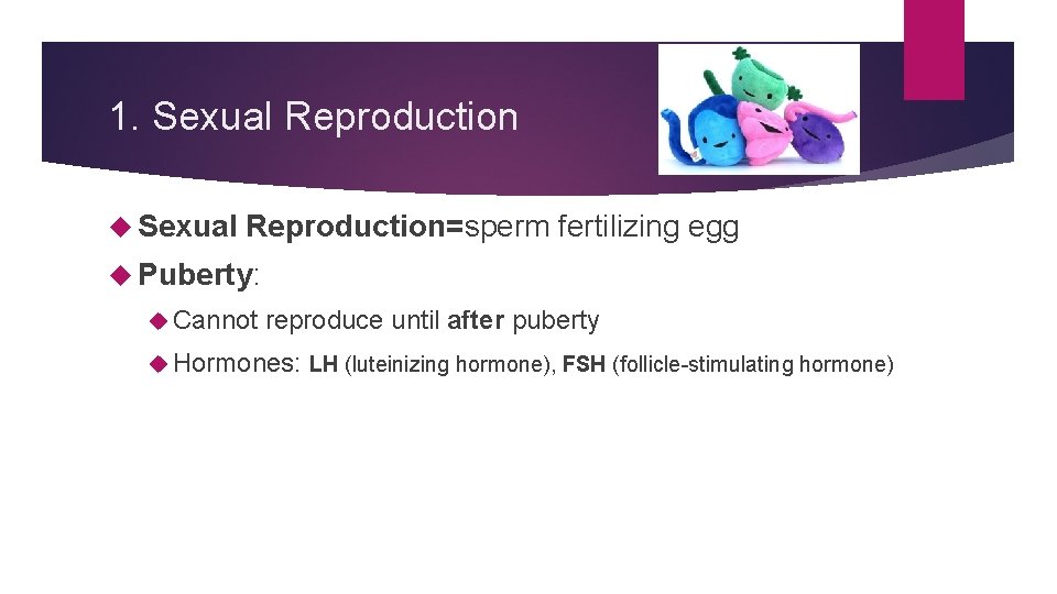 1. Sexual Reproduction=sperm fertilizing egg Puberty: Cannot reproduce until after puberty Hormones: LH (luteinizing 1. Sexual Reproduction=sperm fertilizing egg Puberty: Cannot reproduce until after puberty Hormones: LH (luteinizing