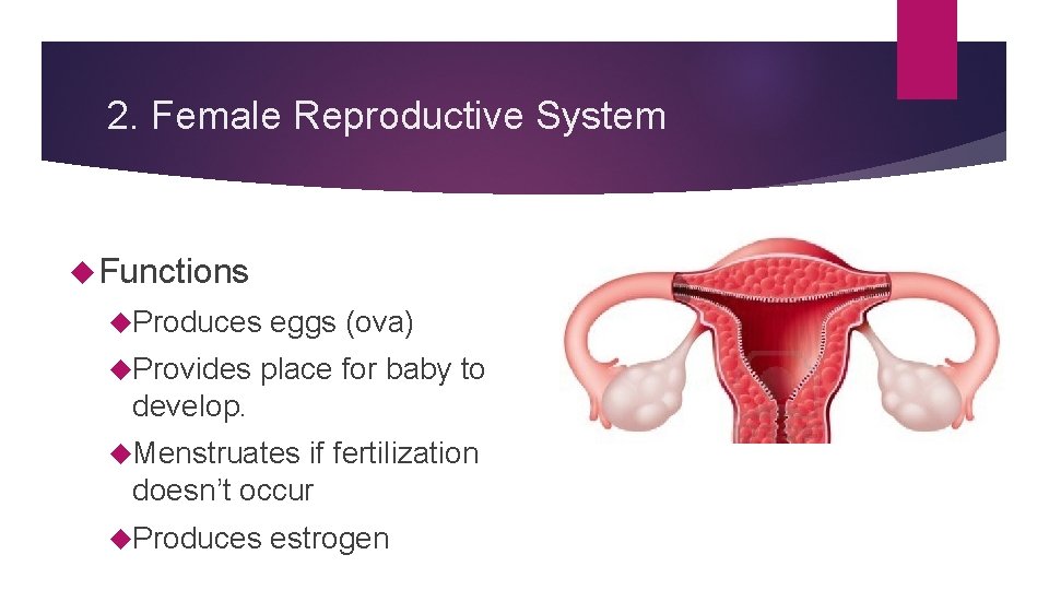 2. Female Reproductive System Functions Produces Provides eggs (ova) place for baby to develop. 2. Female Reproductive System Functions Produces Provides eggs (ova) place for baby to develop.