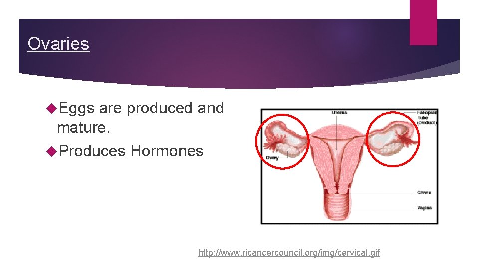 Ovaries Eggs are produced and mature. Produces Hormones http: //www. ricancercouncil. org/img/cervical. gif Ovaries Eggs are produced and mature. Produces Hormones http: //www. ricancercouncil. org/img/cervical. gif