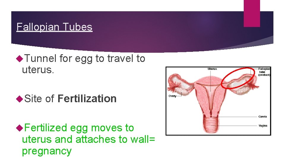 Fallopian Tubes Tunnel uterus. Site for egg to travel to of Fertilization Fertilized egg Fallopian Tubes Tunnel uterus. Site for egg to travel to of Fertilization Fertilized egg