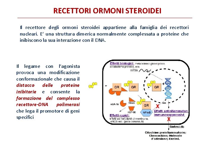RECETTORI ORMONI STEROIDEI Il recettore degli ormoni steroidei appartiene alla famiglia dei recettori nucleari.