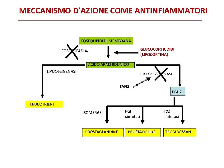 MECCANISMO D’AZIONE COME ANTINFIAMMATORI 