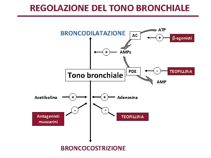 REGOLAZIONE DEL TONO BRONCHIALE BRONCODILATAZIONE + + - - Antagonisti muscarini + AC +