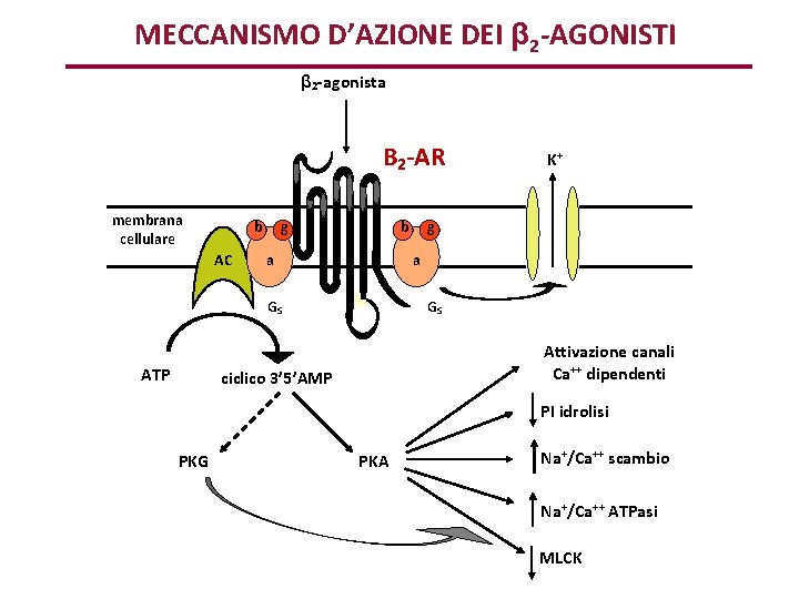 MECCANISMO D’AZIONE DEI β 2 -AGONISTI β 2 -agonista B 2 -AR membrana cellulare