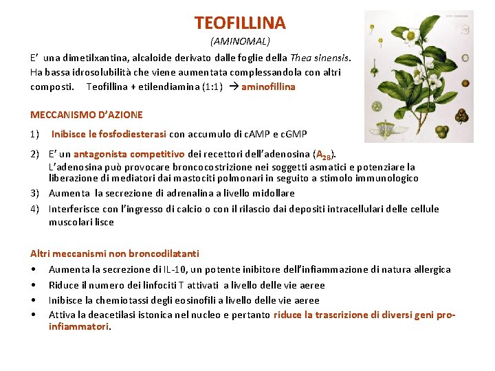 TEOFILLINA (AMINOMAL) E’ una dimetilxantina, alcaloide derivato dalle foglie della Thea sinensis. Ha bassa