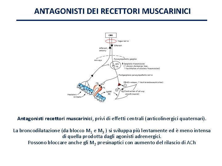 ANTAGONISTI DEI RECETTORI MUSCARINICI Antagonisti recettori muscarinici, privi di effetti centrali (anticolinergici quaternari). La