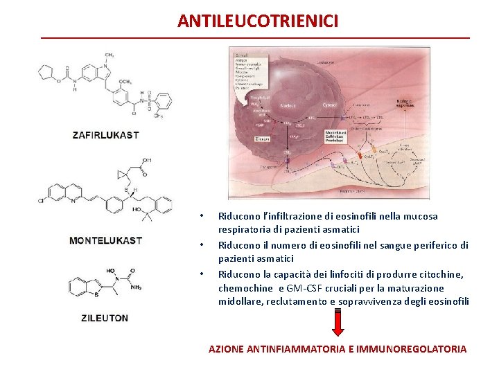 ANTILEUCOTRIENICI • • • Riducono l’infiltrazione di eosinofili nella mucosa respiratoria di pazienti asmatici