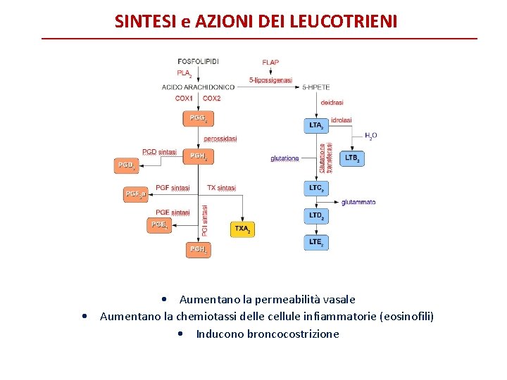 SINTESI e AZIONI DEI LEUCOTRIENI • Aumentano la permeabilità vasale • Aumentano la chemiotassi