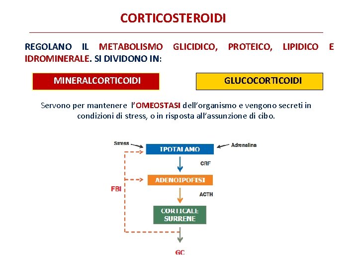 CORTICOSTEROIDI REGOLANO IL METABOLISMO IDROMINERALE. SI DIVIDONO IN: MINERALCORTICOIDI GLICIDICO, PROTEICO, LIPIDICO GLUCOCORTICOIDI Servono