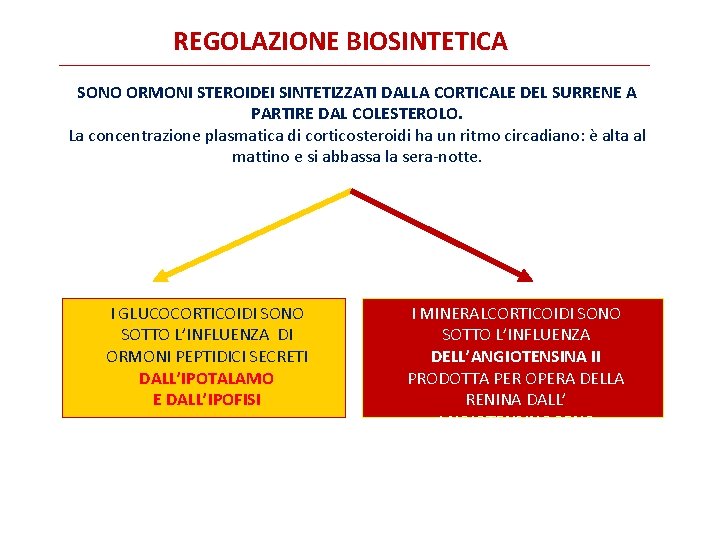 REGOLAZIONE BIOSINTETICA SONO ORMONI STEROIDEI SINTETIZZATI DALLA CORTICALE DEL SURRENE A PARTIRE DAL COLESTEROLO.