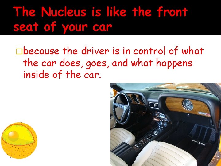 The Nucleus is like the front seat of your car �because the driver is