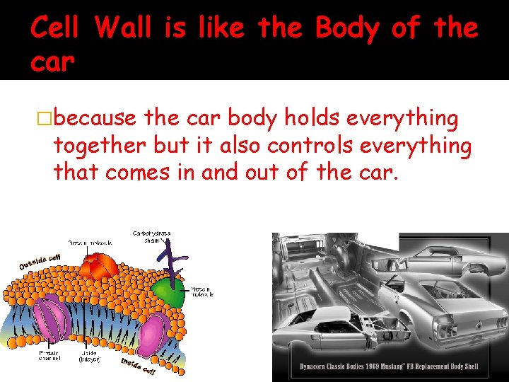 Cell Wall is like the Body of the car �because the car body holds