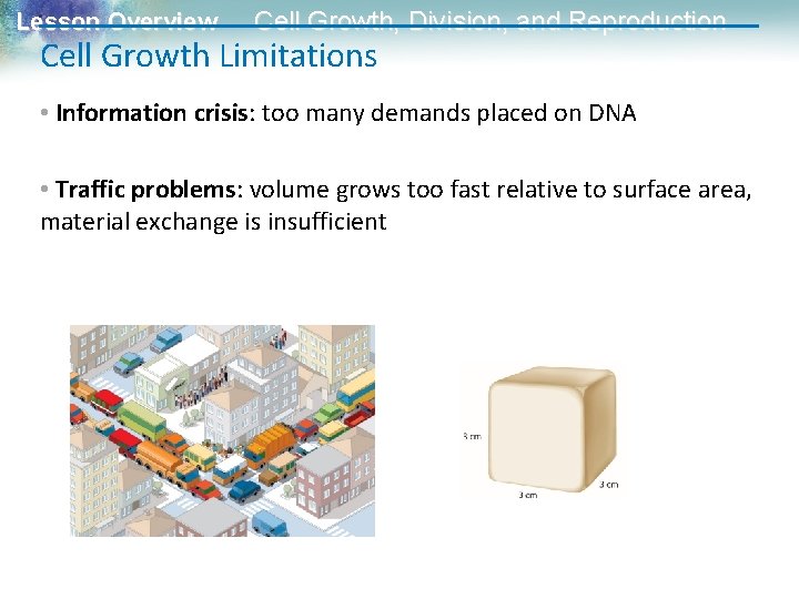 Lesson Overview Cell Growth, Division, and Reproduction Cell Growth Limitations • Information crisis: too