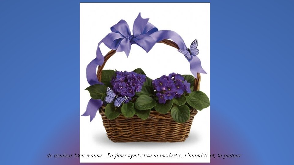 de couleur bleu mauve , La fleur symbolise la modestie, l’humilité et, la pudeur