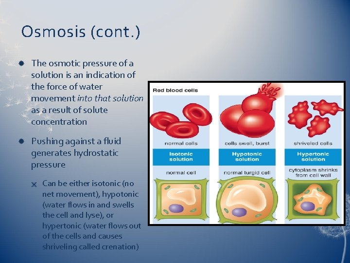 Osmosis (cont. ) The osmotic pressure of a solution is an indication of the