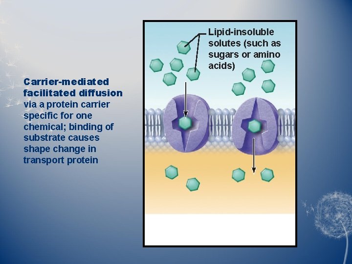 Lipid-insoluble solutes (such as sugars or amino acids) Carrier-mediated facilitated diffusion via a protein