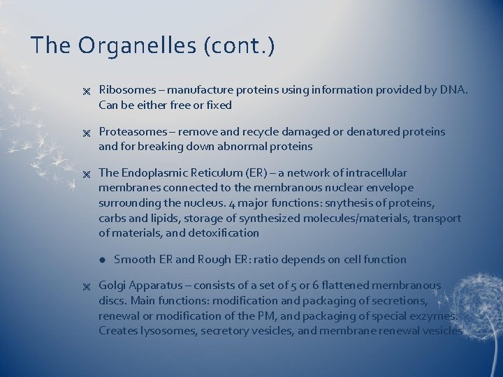 The Organelles (cont. ) Ë Ë Ë Ribosomes – manufacture proteins using information provided