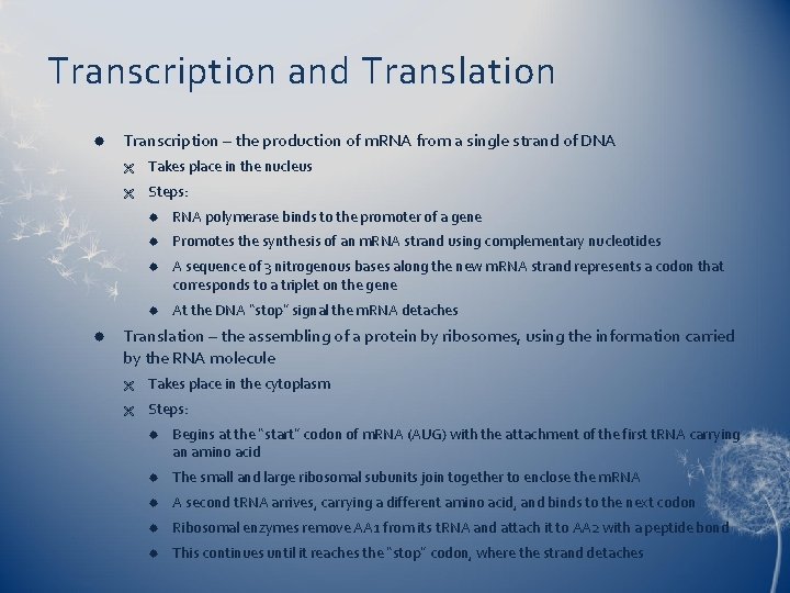 Transcription and Translation Transcription – the production of m. RNA from a single strand