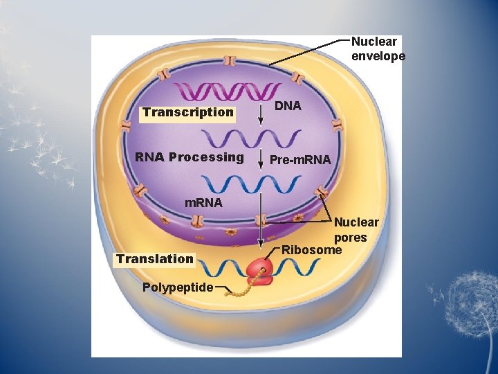 Nuclear envelope Transcription RNA Processing DNA Pre-m. RNA Translation Polypeptide Nuclear pores Ribosome 