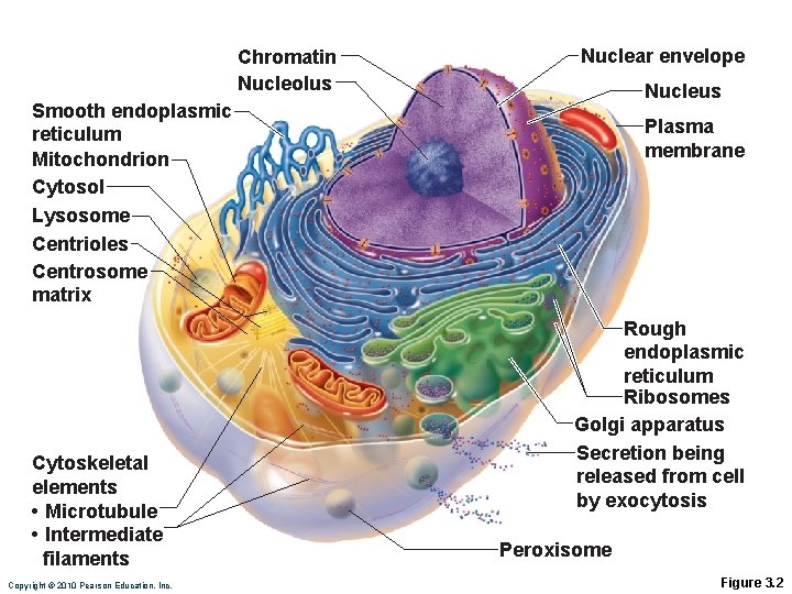 Chromatin Nucleolus Nuclear envelope Nucleus Smooth endoplasmic reticulum Mitochondrion Cytosol Lysosome Centrioles Centrosome matrix